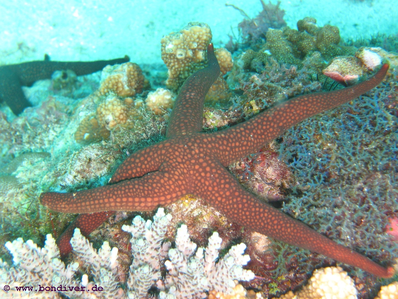 Galatheas Seestern