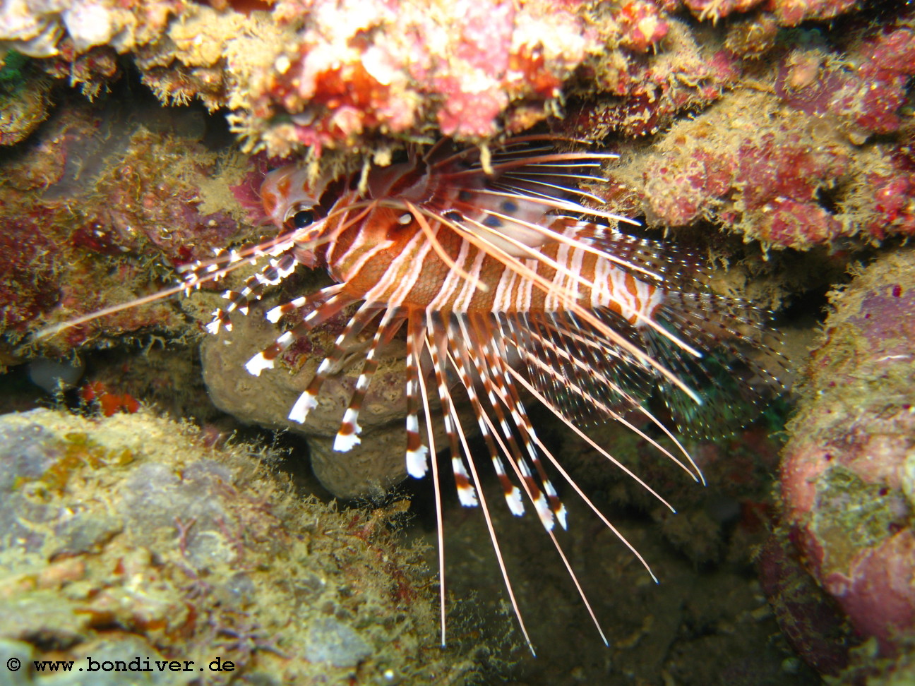 Antennenfeuerfisch