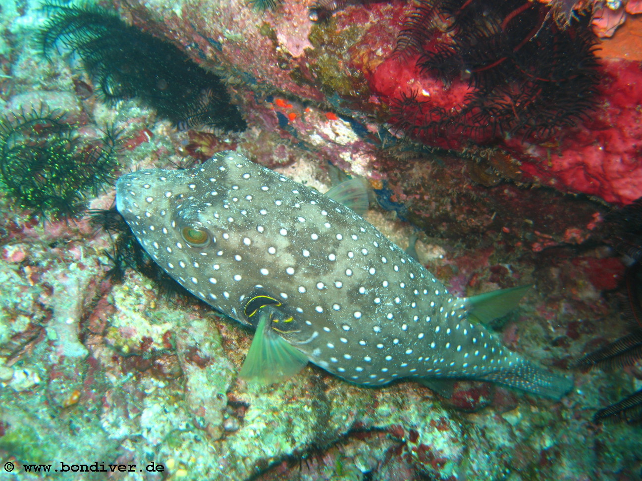 Weissfleck-Kugelfisch