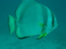 Rundkopf-Fledermausfisch
