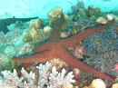 Galatheas Seestern