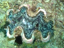 Riesenmuschel
