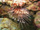 Antennenfeuerfisch