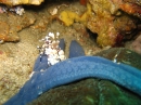 Harlekingarnele