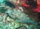 Weissfleck-Kugelfisch