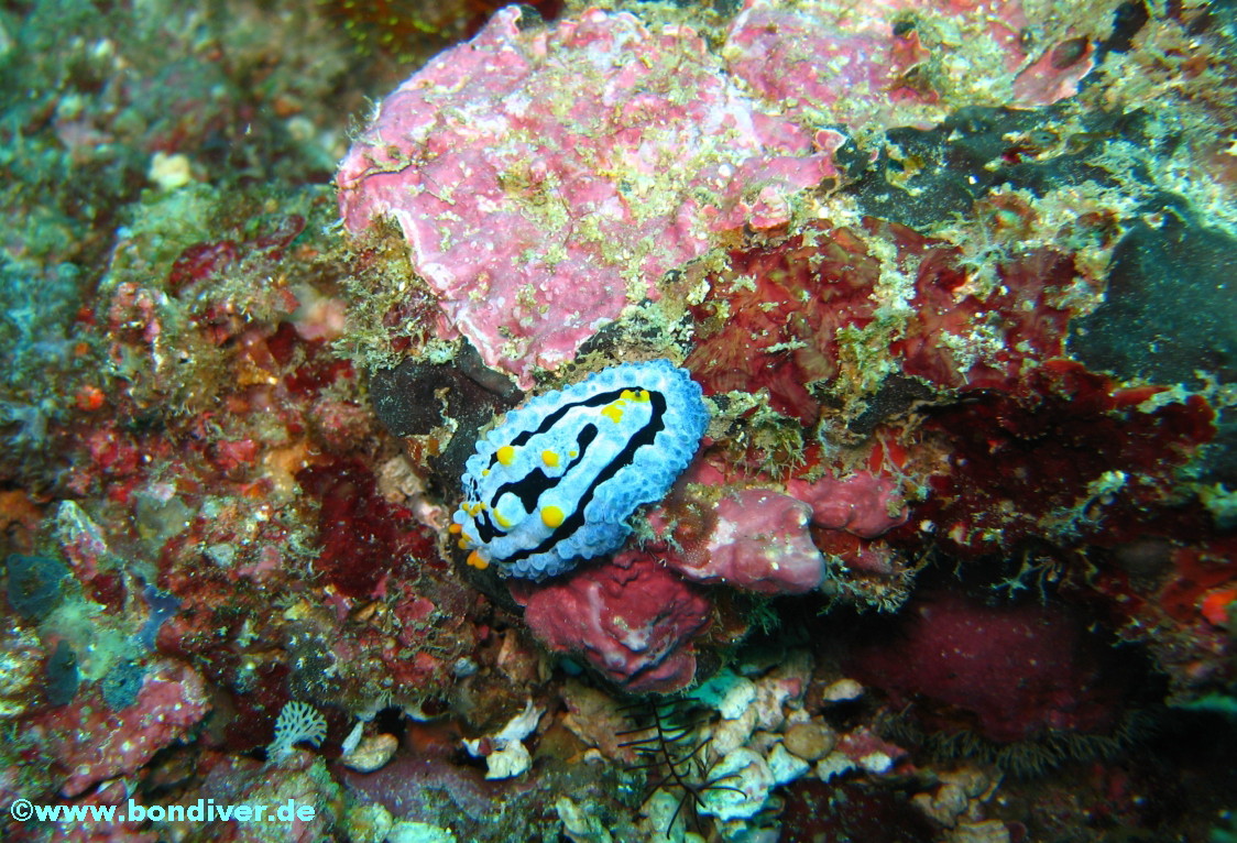 Warzenschnecke