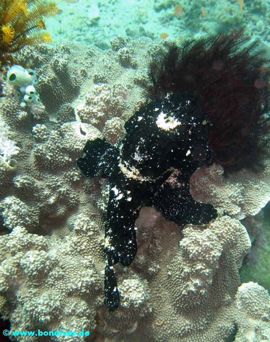 schwarzer Anglerfisch
