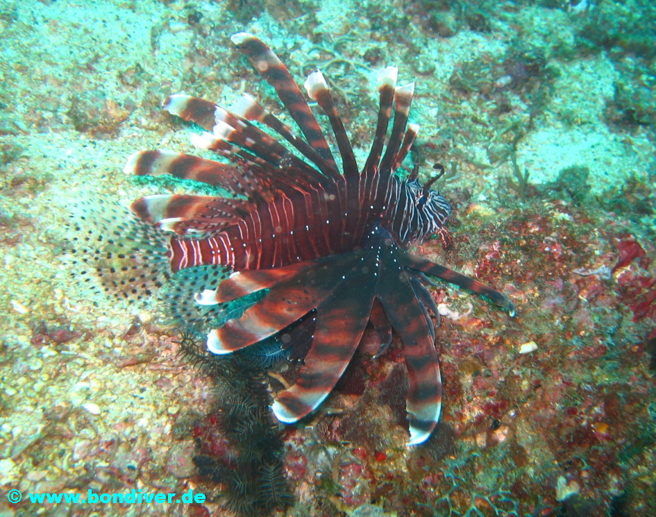 Rotfeuerfisch