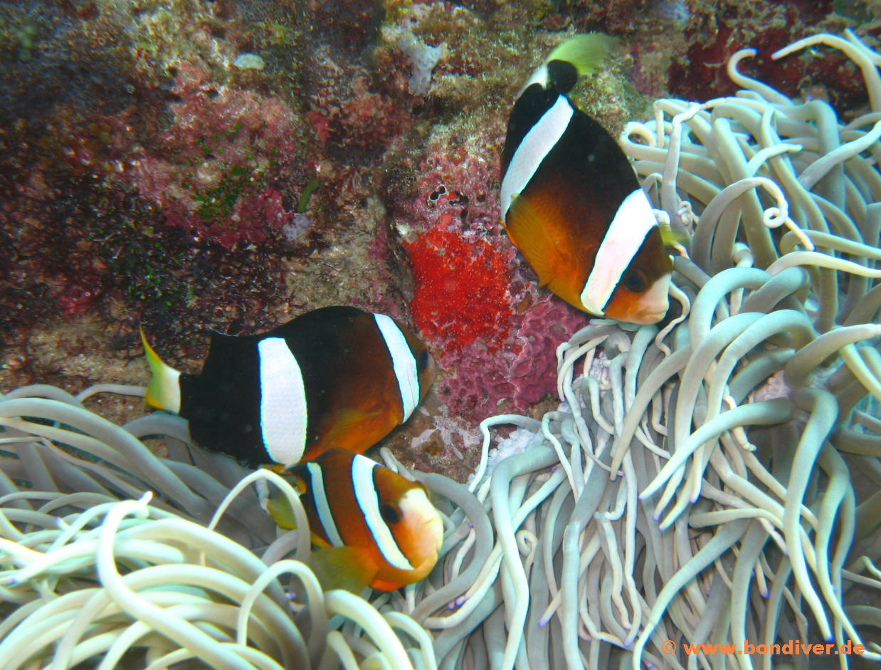 indischer Anemonenfisch