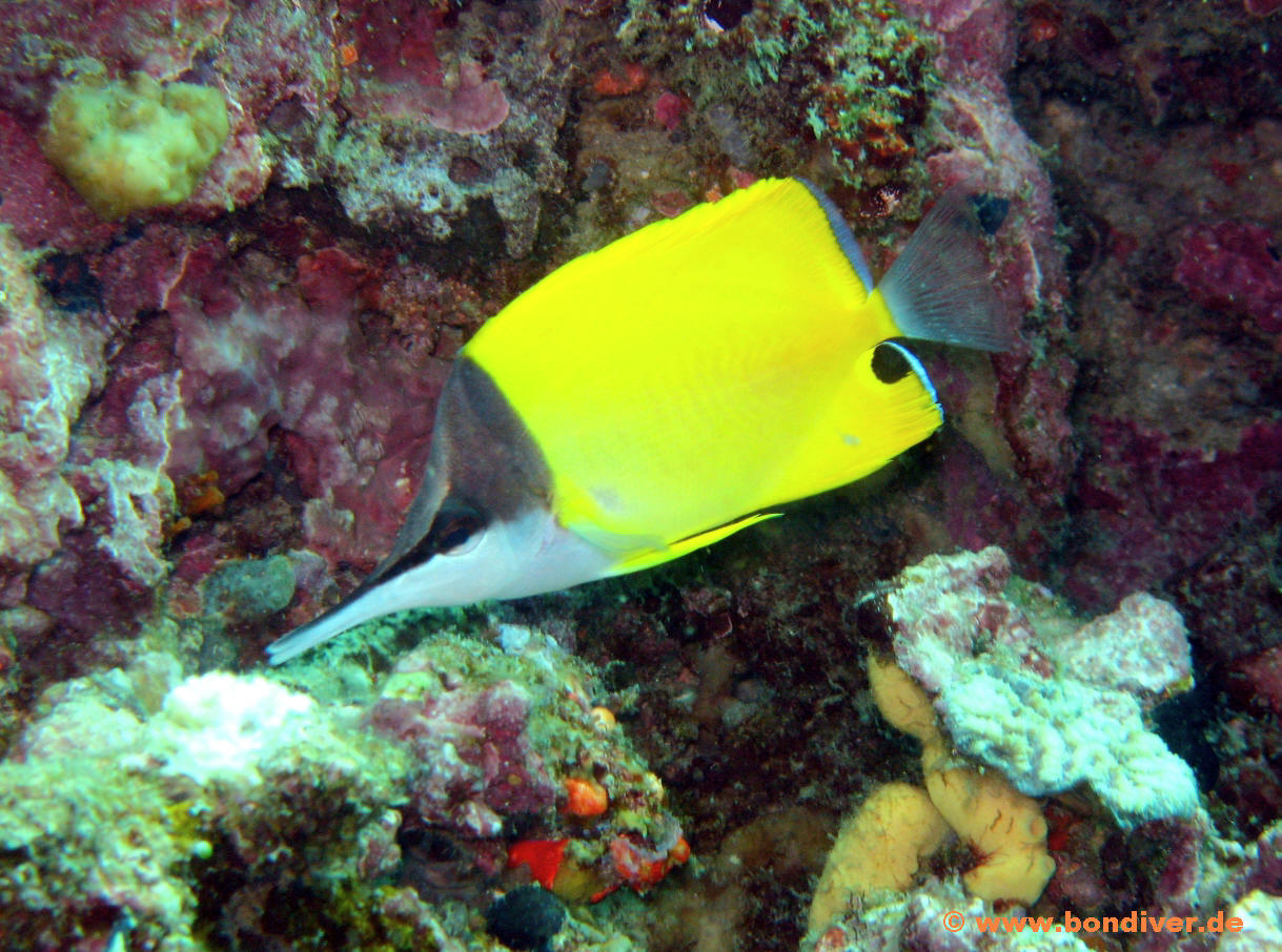 Pinzettfisch