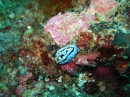 Warzenschnecke