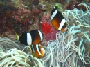 indischer Anemonenfisch