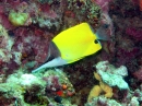 Pinzettfisch